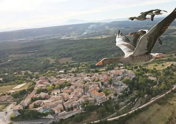 Загадки перелётных птиц (2014) в хорошем качестве через торрент Загадки перелётных птиц (2014) фильм в хорошем качестве через торрент