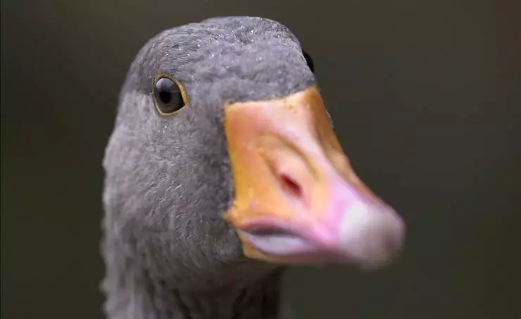 Загадки перелётных птиц (2014) через торрент скачать Загадки перелётных птиц (2014) фильм через торрент скачать