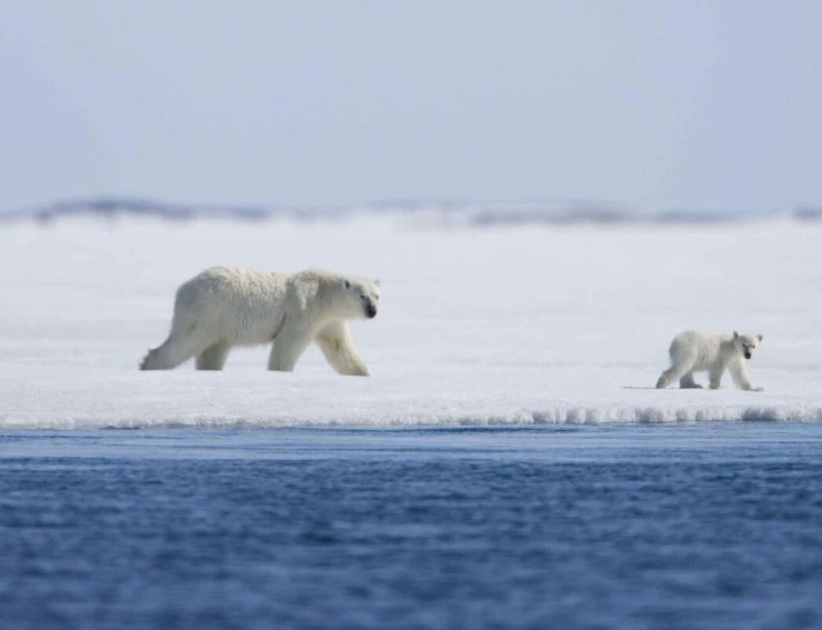 Мишка на Севере (2006) через торрент бесплатно Мишка на Севере (2006) фильм через торрент бесплатно