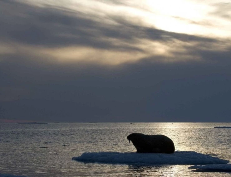 Мишка на Севере (2006) через торрент скачать Мишка на Севере (2006) фильм через торрент скачать