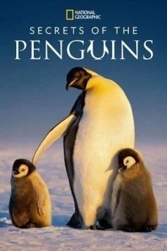 Тайны пингвинов / Secrets of the Penguins (2025) cериал скачать через торрент в хорошем качестве