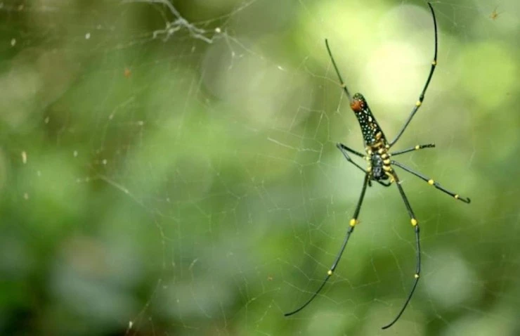 Свирепые королевы (2020) через торрент бесплатно Свирепые королевы (2020) сериал через торрент бесплатно