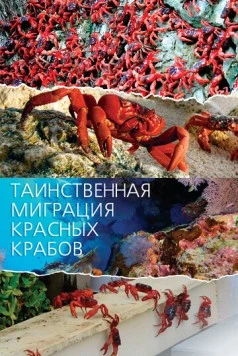 Таинственная миграция красных крабов / Mystery Migration: Red Crabs of Christmas Island (2020) cериал скачать через торрент в хорошем качестве