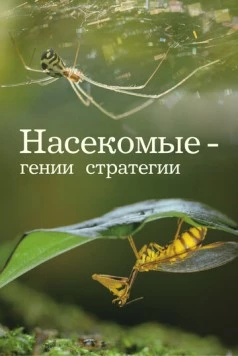 Насекомые - гении стратегии / Insects, Geniuses of Strategy (2021) cериал скачать через торрент в хорошем качестве