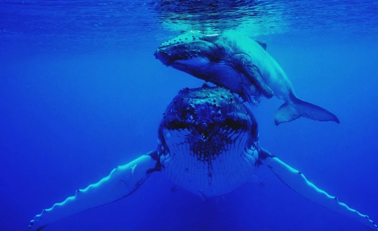 Земля без суши (2023) через торрент скачать Земля без суши (2023) сериал через торрент скачать