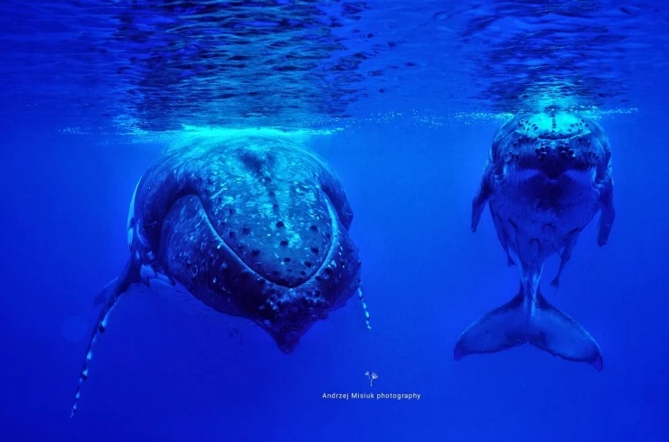 Земля без суши (2023) через торрент бесплатно Земля без суши (2023) сериал через торрент бесплатно