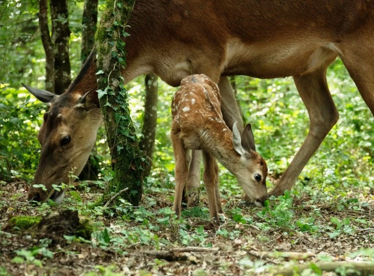 Бемби. История жизни в лесу (2024) в хорошем качестве через торрент Бемби. История жизни в лесу (2024) фильм в хорошем качестве через торрент