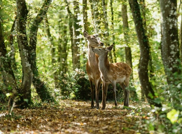 Бемби. История жизни в лесу (2024) через торрент скачать Бемби. История жизни в лесу (2024) фильм через торрент скачать