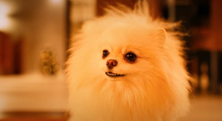 Моё собачье дело (2024) в хорошем качестве через торрент Моё собачье дело (2024) фильм в хорошем качестве через торрент