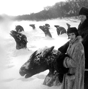 Мой Виннипег (2007) через торрент бесплатно Мой Виннипег (2007) фильм через торрент бесплатно