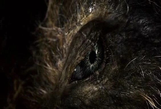 Кабан-убийца (2009) в хорошем качестве через торрент Кабан-убийца (2009) фильм в хорошем качестве через торрент