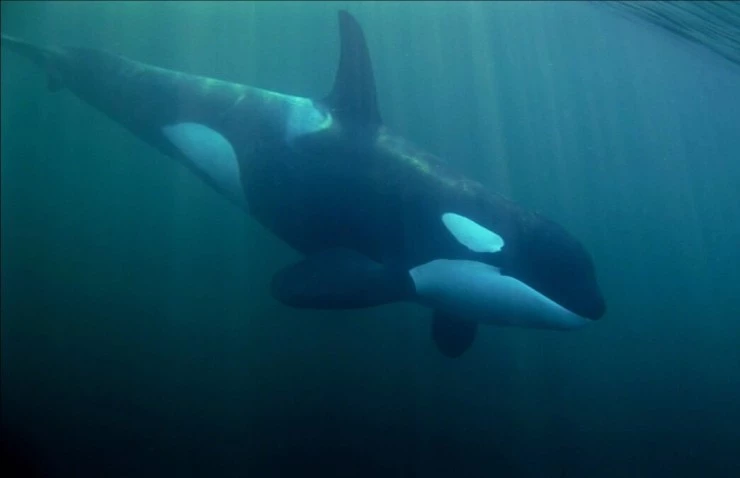 Кит (2011) в хорошем качестве через торрент Кит (2011) фильм в хорошем качестве через торрент