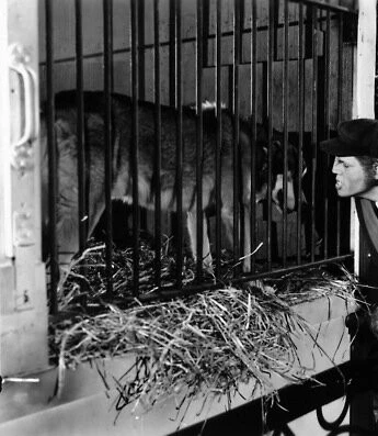 Лондонский оборотень (1935) через торрент скачать Лондонский оборотень (1935) фильм через торрент скачать