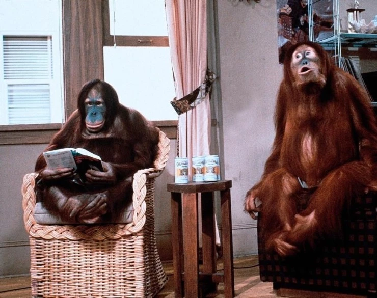 Обезьянник (1981) через торрент бесплатно Обезьянник (1981) фильм через торрент бесплатно