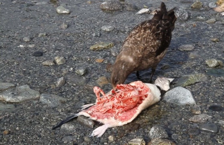 Императорские пингвины Пхэни и Соми (2012) через торрент скачать Императорские пингвины Пхэни и Соми (2012) фильм через торрент скачать