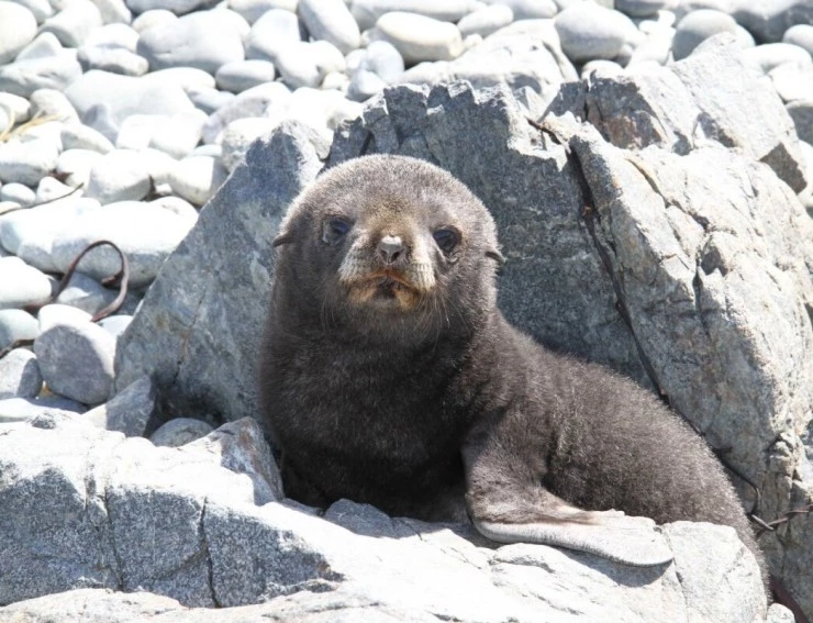 Императорские пингвины Пхэни и Соми (2012) через торрент бесплатно Императорские пингвины Пхэни и Соми (2012) фильм через торрент бесплатно