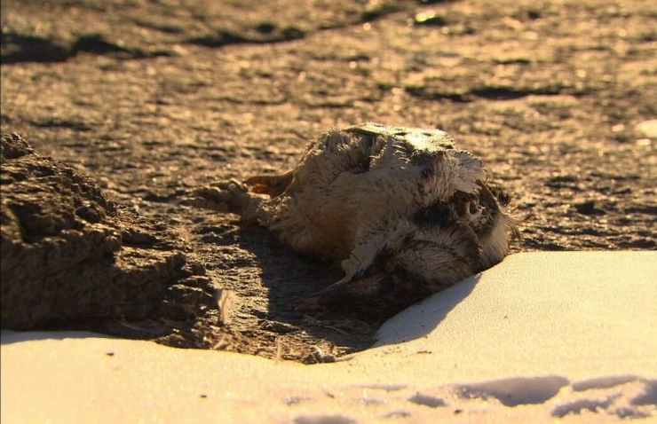 Императорские пингвины Пхэни и Соми (2012) в хорошем качестве через торрент Императорские пингвины Пхэни и Соми (2012) фильм в хорошем качестве через торрент