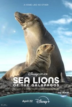 Морские львы Галапагосских островов / Sea Lions of the Galapagos (2025) фильм скачать через торрент в хорошем качестве