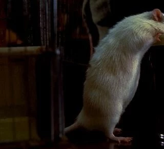 Мистер крыс (2000) через торрент скачать Мистер крыс (2000) фильм через торрент скачать