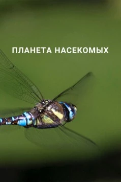 Планета насекомых / Planet Insect (2022) cериал скачать через торрент в хорошем качестве
