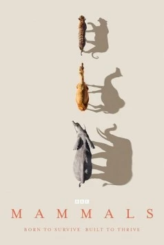 Млекопитающие / Mammals (2024) cериал скачать через торрент в хорошем качестве