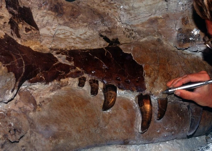 Динозавр 13 (2014) через торрент скачать Динозавр 13 (2014) фильм через торрент скачать