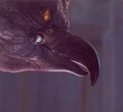 Гаруда (2004) через торрент бесплатно Гаруда (2004) фильм через торрент бесплатно