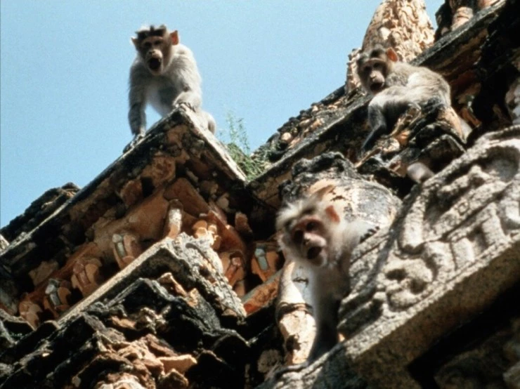 Страна обезьян (1998) через торрент скачать Страна обезьян (1998) фильм через торрент скачать