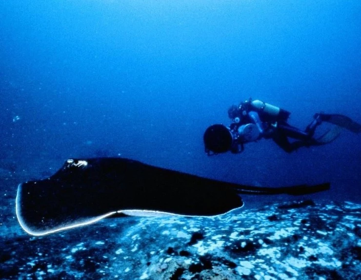 Атлантис (1991) в хорошем качестве через торрент Атлантис (1991) фильм в хорошем качестве через торрент