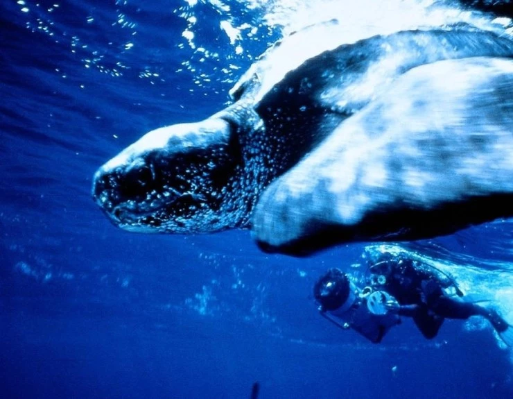 Атлантис (1991) через торрент бесплатно Атлантис (1991) фильм через торрент бесплатно