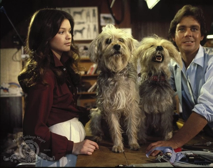 Собачья охранная система дома (1979) через торрент бесплатно Собачья охранная система дома (1979) фильм через торрент бесплатно