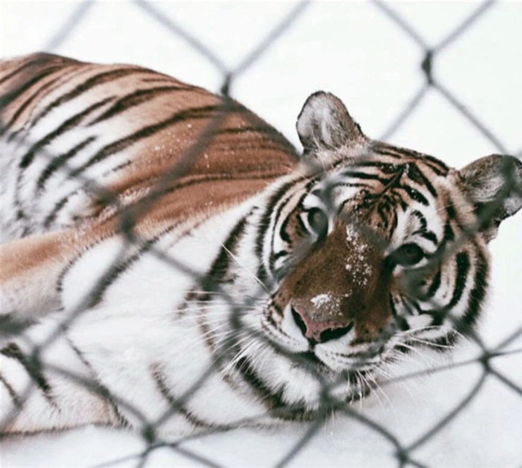 Керлинг (2010) через торрент бесплатно Керлинг (2010) фильм через торрент бесплатно