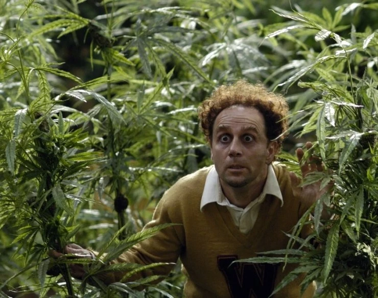 Сумасшествие вокруг марихуаны: Киномюзикл (2005) через торрент бесплатно Сумасшествие вокруг марихуаны: Киномюзикл (2005) фильм через торрент бесплатно