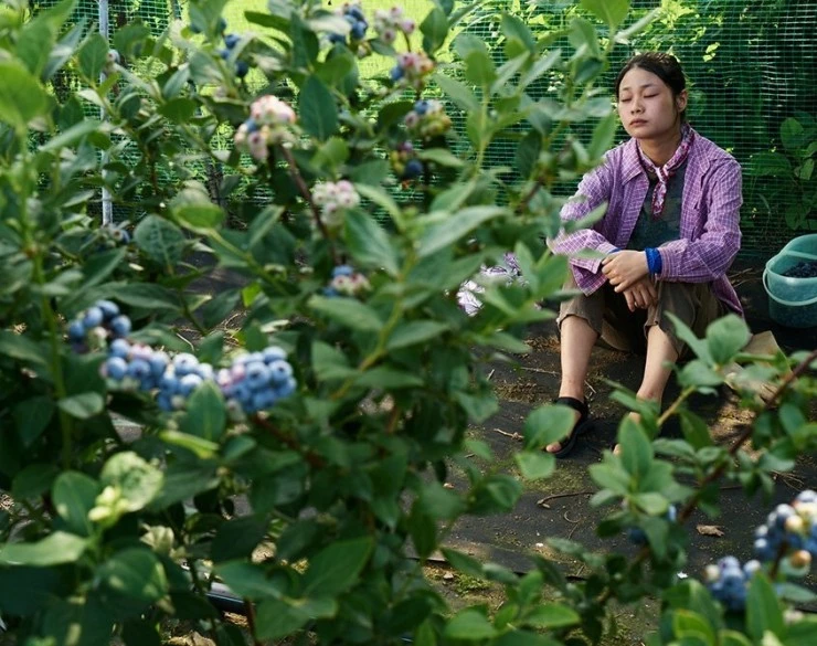 Пепельный цветок (2016) в хорошем качестве через торрент Пепельный цветок (2016) фильм в хорошем качестве через торрент