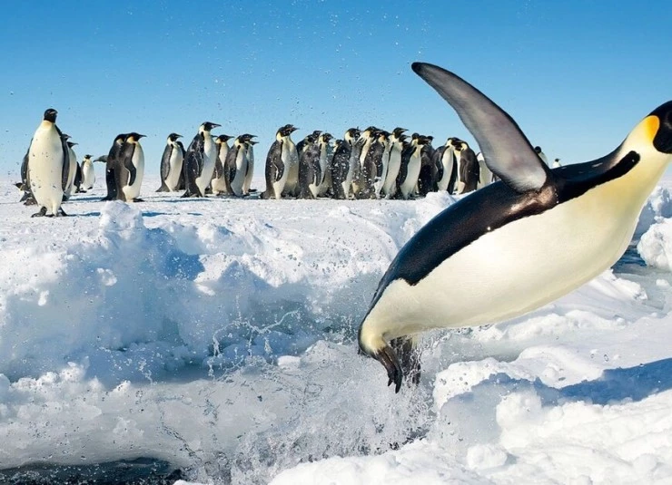 Лёд и небо (2015) через торрент скачать Лёд и небо (2015) фильм через торрент скачать