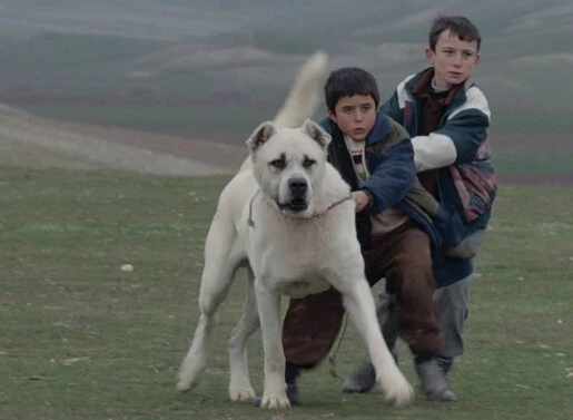 Сивас (2014) через торрент скачать Сивас (2014) фильм через торрент скачать