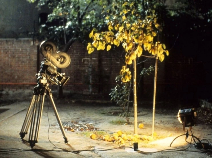 Солнце в листве айвового дерева (1992) через торрент скачать Солнце в листве айвового дерева (1992) фильм через торрент скачать