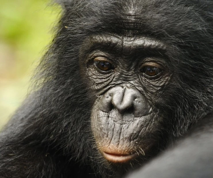 Бонобо (2011) в хорошем качестве через торрент Бонобо (2011) фильм в хорошем качестве через торрент