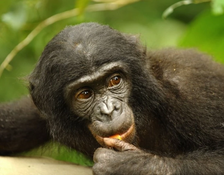 Бонобо (2011) через торрент скачать Бонобо (2011) фильм через торрент скачать