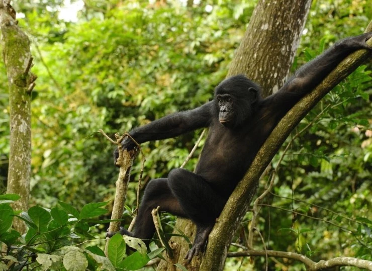 Бонобо (2011) через торрент бесплатно Бонобо (2011) фильм через торрент бесплатно