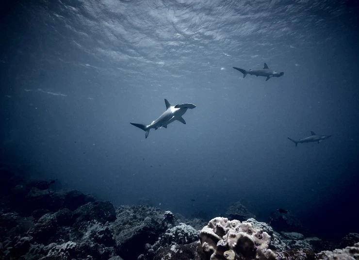 Акулы. Признание в любви (2022) через торрент бесплатно Акулы. Признание в любви (2022) сериал через торрент бесплатно
