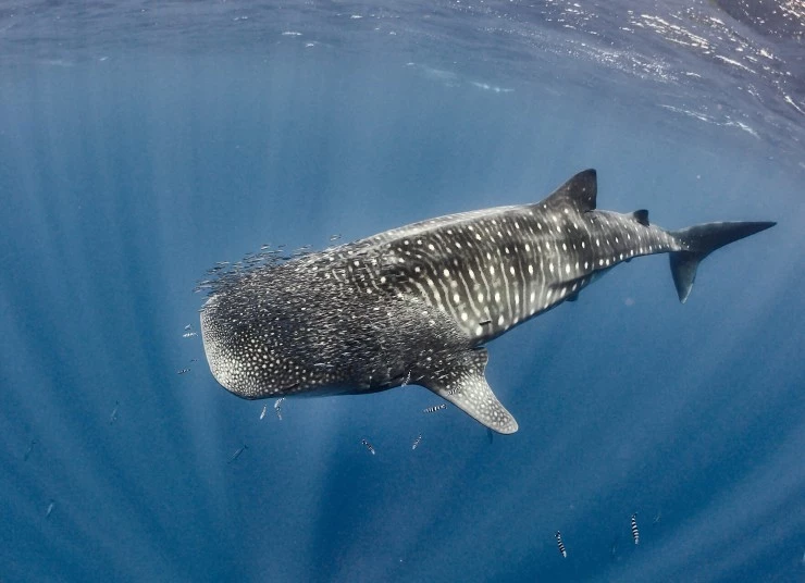 Акулы. Признание в любви (2022) в хорошем качестве через торрент Акулы. Признание в любви (2022) сериал в хорошем качестве через торрент