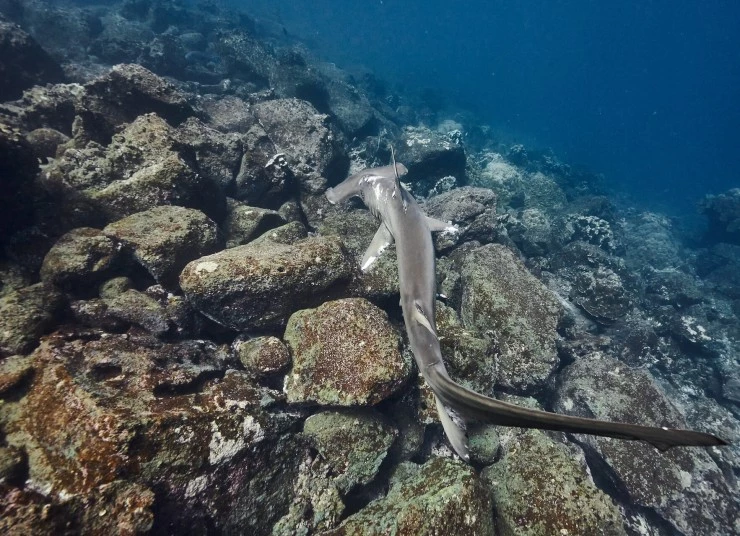 Акулы. Признание в любви (2022) через торрент скачать Акулы. Признание в любви (2022) сериал через торрент скачать