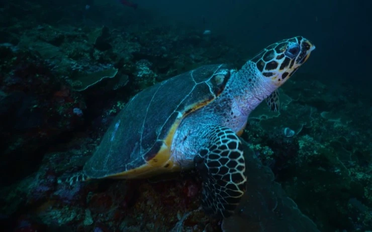 Водный мир острова Комодо (2021) через торрент скачать Водный мир острова Комодо (2021) сериал через торрент скачать