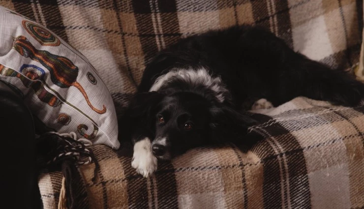 Двое в одной жизни, не считая собаки (2025) в хорошем качестве через торрент Двое в одной жизни, не считая собаки (2025) фильм в хорошем качестве через торрент